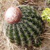 Melocactus_bellavistensis